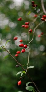 Briar,Plant,Berry,Bush,Nature