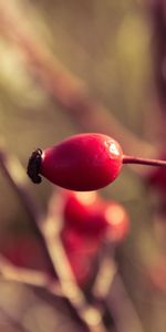 Briar,Plant,Macro,Branch,Ripe