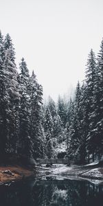 Bridge,Nature,Rivers,Pine,Snow,Forest,Landscape