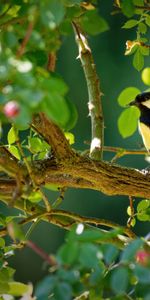 Bright,Bird,Branches,Tit,Titica,Animals