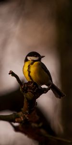 Bright,Bird,Branches,Tit,Titica,Animals,Feather