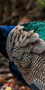 Bright,Bird,Color,Animals,Feather,Peacock