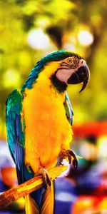 Bright,Branch,Macaw,Animals,Parrots,Bird