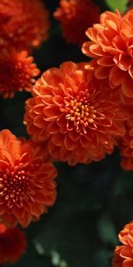 Bright,Dahlias,Buds,Flowers,Close Up