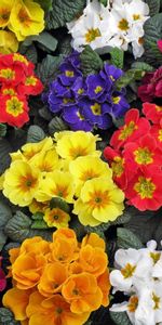 Bright,Multicolored,Primrose,Flowers