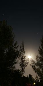 Briller,Brillant,Poutres,Rayons,Nature,Arbres,Nuit,Lueur,Lune