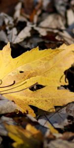 Bright,Sheet,Leaf,Nature,Autumn,Maple