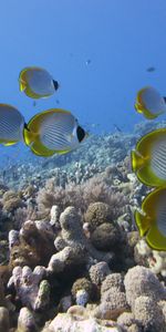 Panda À Poils,Le Panda À Dents De Brosse,Récif,Un Poisson,Poisson,Corail,Monde Sous Marin,Animaux