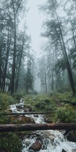 Forêt,Brouillard,Ruisseau,Arbres,Nature,Paysage