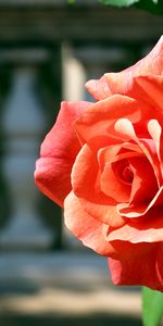 Bud,Branch,Flowers,Rose,Rose Flower