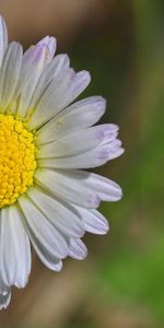 Bud,Chamomile,Flowers,Petals,Camomile,Flower