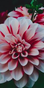 Bud,Dahlia,Dahlia Rebekas World,Georgina Rebekah World,Petals,Flowers