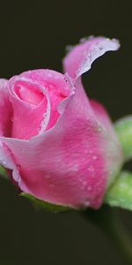 Bourgeon,Fleur,Drops,Une Rose,Macro,Rose