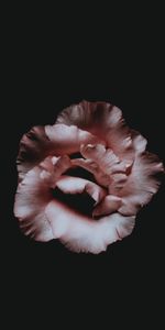 Bud,Flower,Petals,Dark,Minimalism