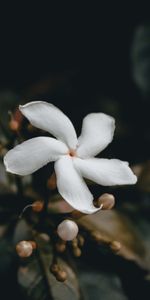 Bourgeon,Fleur,Fleurs