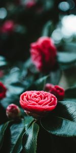 Bud,Flowers,Leaves,Flowering,Bloom,Flower