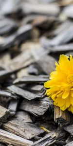 Flor,Yema,Brote,Flores,Madera,De Madera