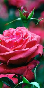 Bourgeon,Pétales,Une Rose,Macro,Fleurs,Rose