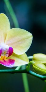 Bud,Petals,Orchid,Flowers,Flower