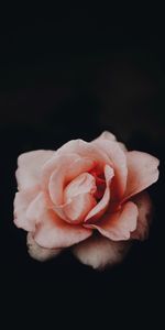 Bud,Pink,Rose,Rose Flower,Petals,Dark Background,Flowers