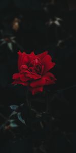 Bud,Rose,Rose Flower,Dark Background,Dark,Flower