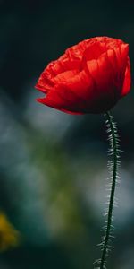 Bud,Stem,Stalk,Poppy,Blur,Smooth,Flowers,Flower