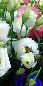 Bourgeons,Parcelle,Beaucoup,Différent,Lisiantus Russell,Lisianthus Russell,Fleurs