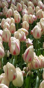 Bourgeons,Parcelle,Beaucoup,Panaché,Tacheté,Fleurs,Tulipes