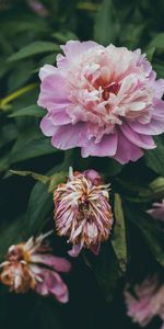 Buds,Peony,Flowers,Pink,Pion,Flower