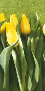 Buds,Row,Flowers,Leaves,Tulips,Wall