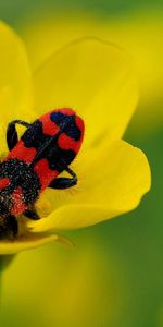 Bugs,Flower,Macro,Petals