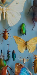 Bugs,Miscellanea,Decoration,Collection,Insects,Miscellaneous,Butterflies