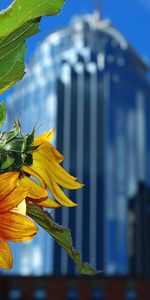 Building,Flower,Petals,Blur,Smooth,Flowers