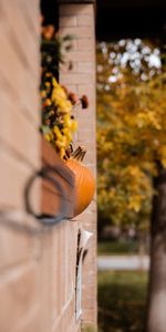 Halloween,Imeuble,Bâtiment,Divers,Automne,Citrouille