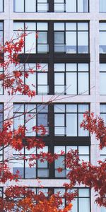 Building,Miscellanea,Miscellaneous,Branches,Facade,Autumn