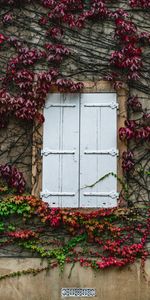 Imeuble,Bâtiment,Planter,La Fenêtre,Lierre,Plante,Fenêtre,Mur,Divers