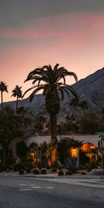 Building,Slope,Nature,Palms,Cactuses,Plants