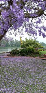 Arbres,Herbe,Bâtiment,Source,Imeuble,Nature,Printemps