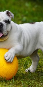 Bulldog,Dog,Protruding Tongue,Tongue Stuck Out,Animals,Ball,Funny