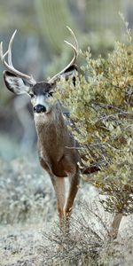 Bush,Animal,Animals,Wildlife,Deer