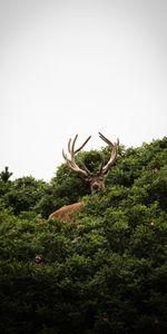 Animales,Cielo,Arbusto,Animal,Ciervo,Trompetas,Cuernos