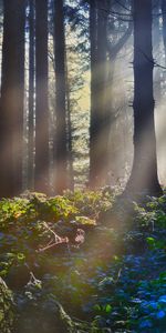 Naturaleza,Hierba,Arbusto,Vigas,Rayos,Bosque