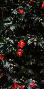 Bush,Bloom,Flowering,Buds,Geranium,Flowers,Leaves