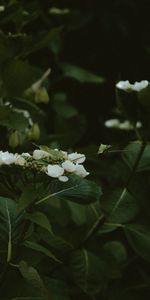 Bush,Bloom,Flowering,Flowers,Plant,Jasmine