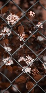 Bush,Bloom,Flowers,Flowering,Metal,Grid