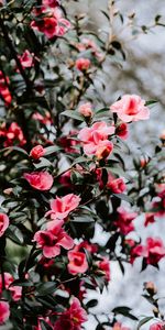 Bush,Blur,Smooth,Geranium,Bloom,Flowering,Flowers