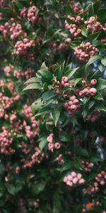 Bush,Branch,Berry,Leaves,Nature