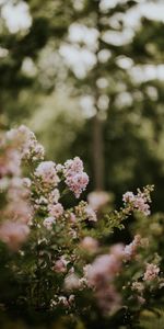 Bush,Branches,Flowering,Flowers,Bloom