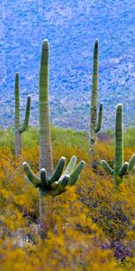 Bush,Branches,Nature,Cactuses,Plant