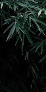 Bush,Branches,Nature,Leaves,Dark